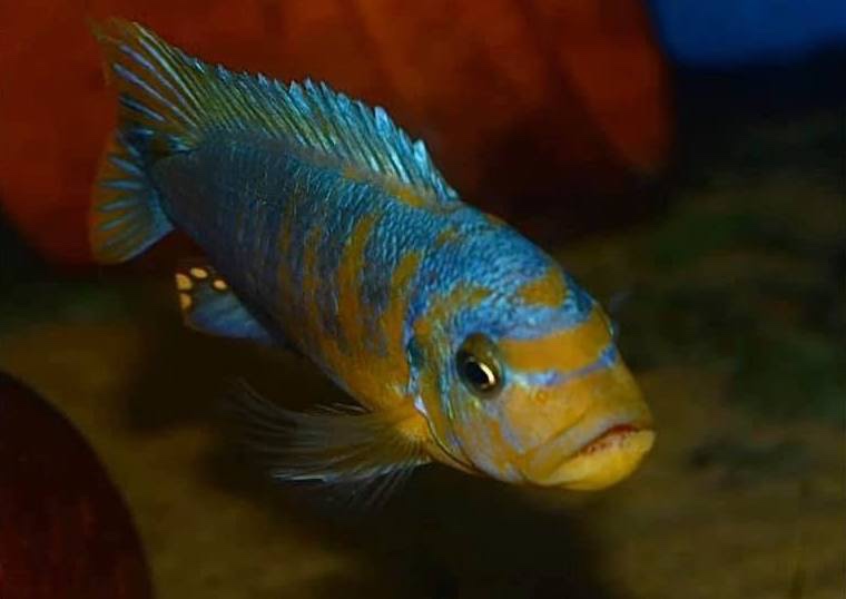 Maylandia fainzilberi 'Ikombe'